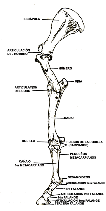 anterior.gif (35841 bytes)