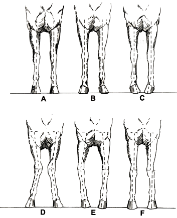 extremidades_anteriores.gif (38981 bytes)